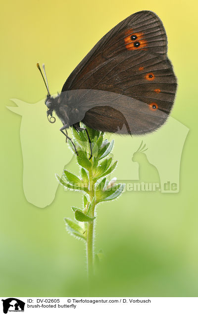 Mohrenfalter / brush-footed butterfly / DV-02605