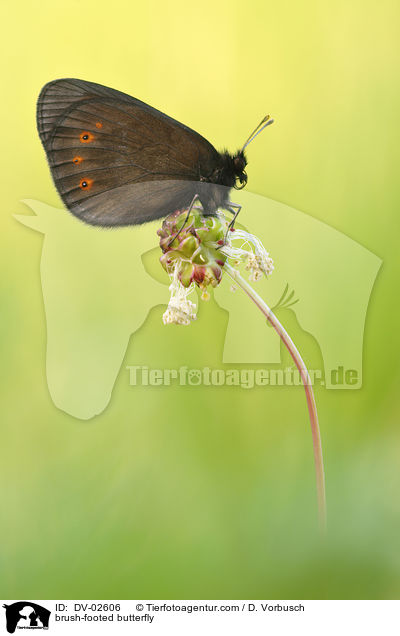 brush-footed butterfly / DV-02606