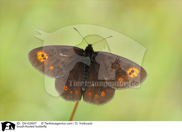 brush-footed butterfly / DV-02607