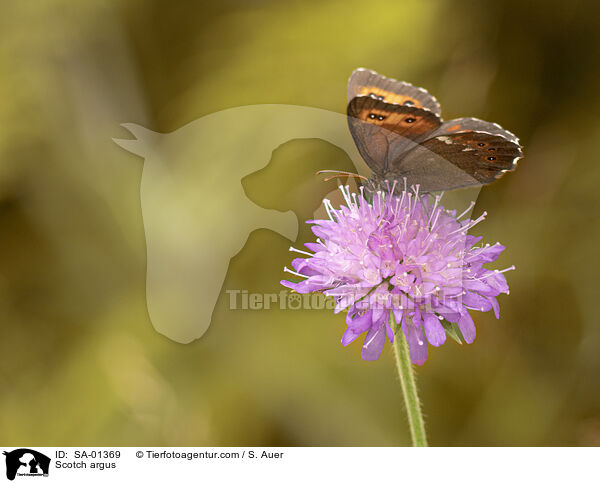 Graubindiger Mohrenfalter / Scotch argus / SA-01369