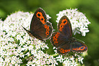 Woodland Ringlet