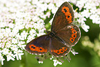 Woodland Ringlet