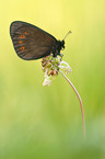 brush-footed butterfly