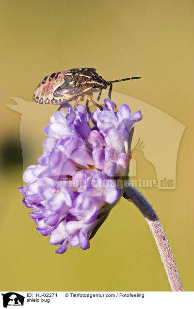 Baumwanze / shield bug / HJ-02271