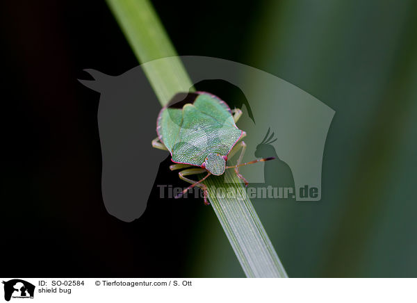 Baumwanze / shield bug / SO-02584