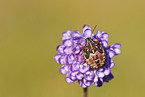 shield bug