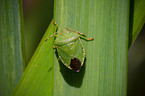 shield bug