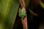 shield bug