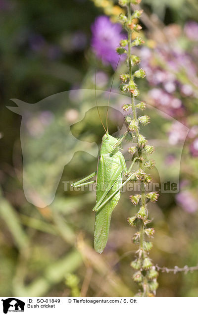 Gemeine Sichelschrecke / Bush cricket / SO-01849