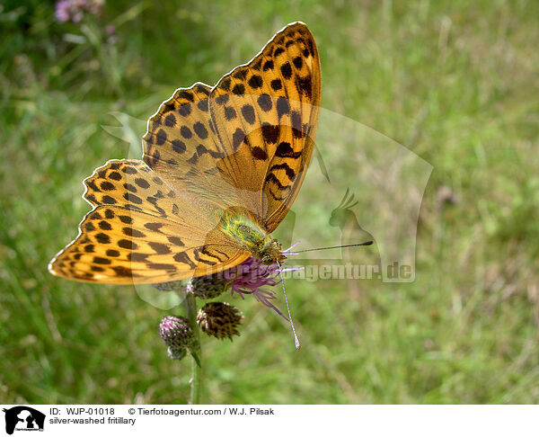silver-washed fritillary / WJP-01018