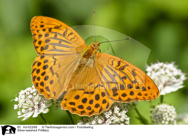 Kaisermantel / Silver-washed Fritillary / HJ-02289