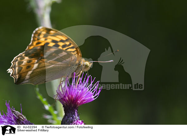 Silver-washed Fritillary / HJ-02294