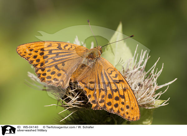 Kaisermantel / silver-washed fritillary / WS-04140