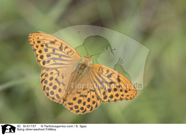 flying silver-washed Fritillary / SI-01157