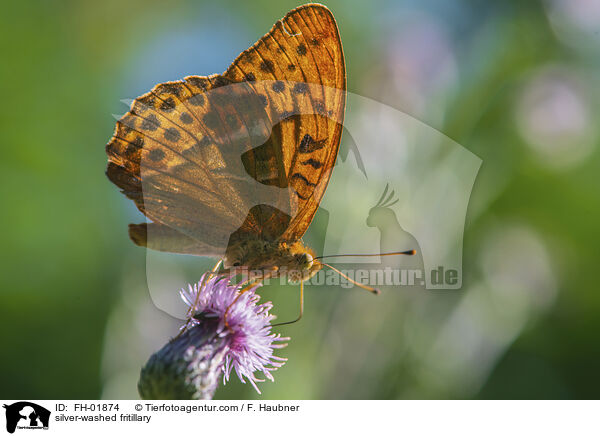 silver-washed fritillary / FH-01874