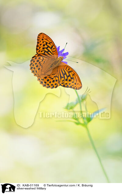 silver-washed fritillary / KAB-01169