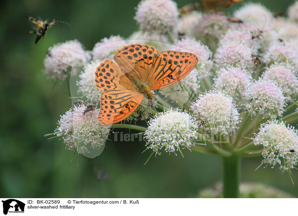 silver-washed fritillary / BK-02589