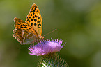 silver-washed fritillary