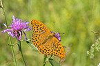 Silver-washed fritillary