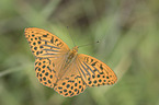flying silver-washed Fritillary