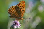 silver-washed fritillary