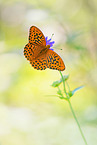 silver-washed fritillary