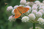 silver-washed fritillary