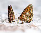 silver-washed fritillary