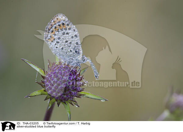 Geiklee-Bluling / silver-studded blue butterfly / THA-03205