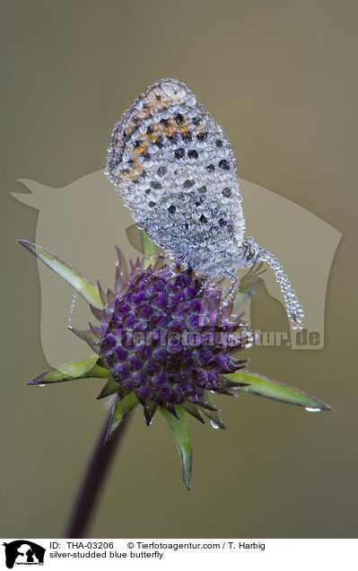 Geiklee-Bluling / silver-studded blue butterfly / THA-03206