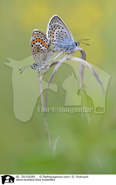 Geiklee-Blulinge / silver-studded blue butterflies / DV-03090