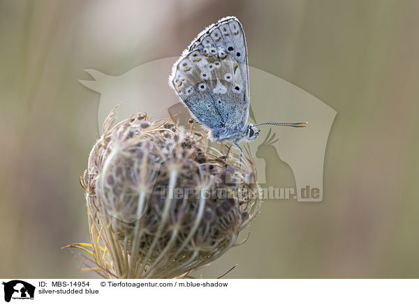Geiklee-Bluling / silver-studded blue / MBS-14954
