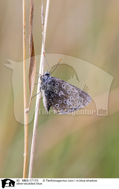 Geiklee-Bluling / silver-studded blue / MBS-17170