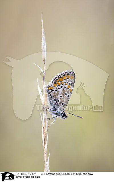Geiklee-Bluling / silver-studded blue / MBS-17171