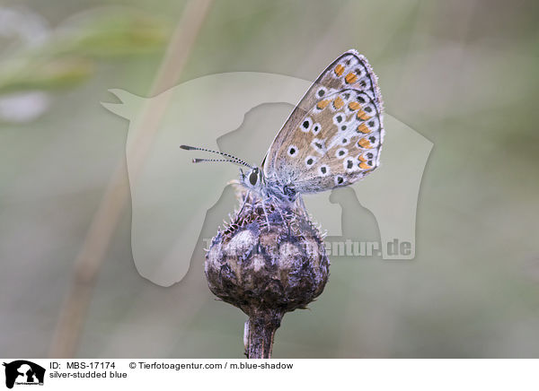 silver-studded blue / MBS-17174