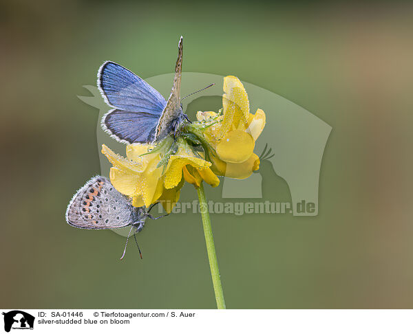 Geiklee-Bluling auf Blte / silver-studded blue on bloom / SA-01446