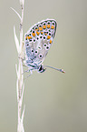 silver-studded blue