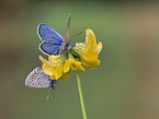 silver-studded blue on bloom