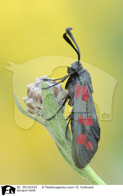 Sechsfleck-Widderchen / six-spot moth / DV-02333