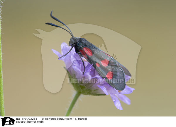 Sechsfleck-Widderchen / six-spot burnet moth / THA-03253