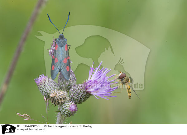 Sechsfleck-Widderchen / six-spot burnet moth / THA-03255