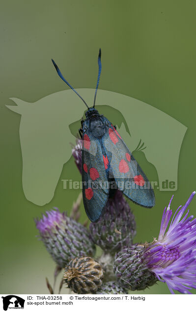 six-spot burnet moth / THA-03258