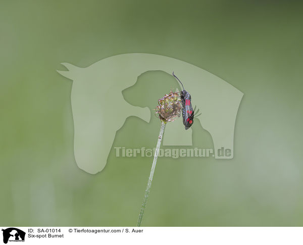 Sechsfleck-Widderchen / Six-spot Burnet / SA-01014