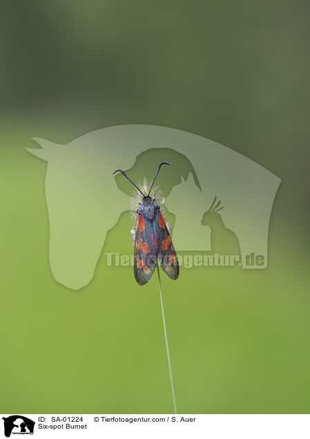 Sechsfleck-Widderchen / Six-spot Burnet / SA-01224