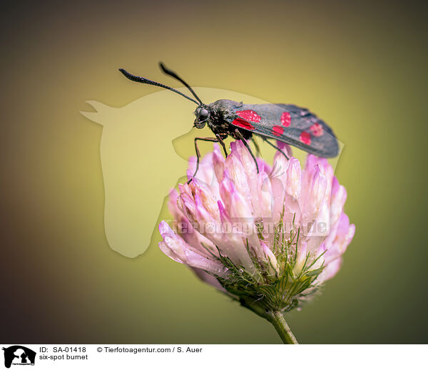 six-spot burnet / SA-01418