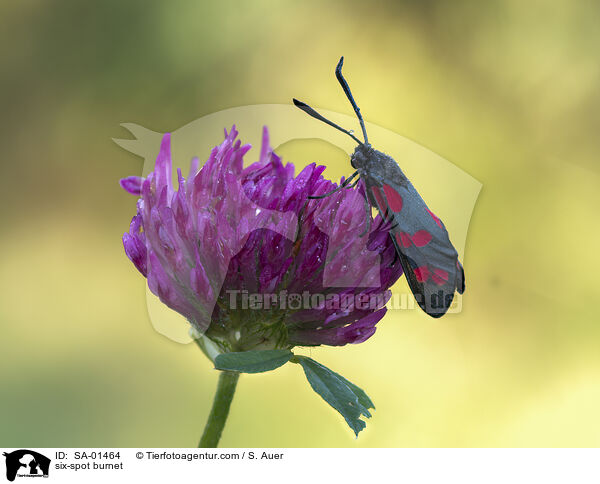 six-spot burnet / SA-01464