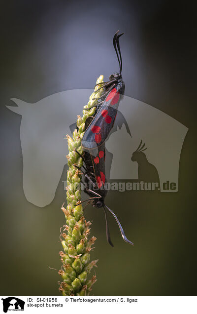 six-spot burnets / SI-01958