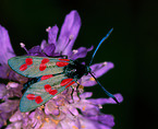 six-spot burnet