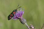 six-spot burnet moth