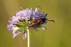 burnet moth